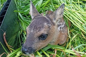 Kitzrettung Vogtland: Erster Erfolg mit eigener Wärmebild-Drohne - Das auf einer Wiese bei Gansgrün geborgene Kitz wurde in einer Box auf eine Nachbarwiese gebracht - und dort von Mama Ricke später abgeholt. 