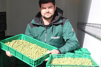 Kiwibeeren aus Niederwiesa: Richard Hamann macht die Züchtung von Opa Merkel zum internationalen Verkaufshit - Die Erntezeit der Kiwibeeren findet von Ende August bis Ende Oktober statt. Am 15. Oktober wird Richard Hamann die Beeren auf dem Naturmarkt in Niederwiesa anbieten.