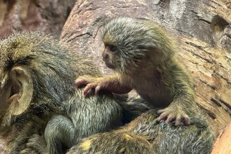 Klein und seidig: Chemnitzer Tierpark meldet Geburt bei seltener Affenart - Nachwuchs bei einer bedrohten Primaten-Art in Chemnitz.