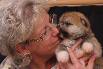 Kleine Fellknäule erobern Herzen: Welpenstube in Niederwiesa zieht Besucher aus ganz Deutschland an - Heike Hübner aus Niederwiesa mit einem ihrer kleinen Hundewelpen der Rasse Akita Inu.