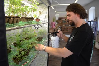 Kleine Hanf-Pflanzen ziehen in größeres Geschäft in Auerbach ein - „East Smoke“-Mitarbeiter Jan im Geschäft an der Bebelstraße beim Gießen der Cannabispflanzen.