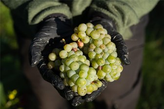 Kleine Mengen, aber früh reif: In Sachsen hat die Weinlese begonnen - Eine Mitarbeiterin des Radebeuler Staatsweinguts Schloss Wackerbarth hält frisch geerntete Trauben der Sorte Goldriesling in die Kamera.