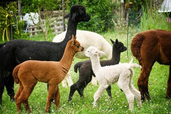 Kleine Tierschau statt strotzende Zuchtbullen: Warum es in Mittweida keine großen Tiere beim Landeserntedankfest gibt - Insgesamt 18 Alpakas hat die Herde von Marco Schönherr aus Köthensdorf inzwischen. Sechs Hengste daraus werden beim Sächsischen Landeserntedankfest zu sehen sein.
