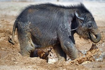 Kleiner Elefant im Leipziger Zoo entwickelt sich gut - Mama Hoa und ihr Elefantenkind haben eine schwierige Beziehung. Seit der Kleine auf der Welt ist, hat die Mutter wenig mütterliches Verhalten und Interesse gezeigt. Die beiden wurden deshalb mit den «Elefantentanten» Don Chung und Rani zusammengeführt.