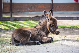 Kleiner Esel im Auer Zoo der Minis geboren – Jetzt wird ein Name für die Mini-Eselin gesucht - Für die kleine Eselin sucht der Auer Zoo der Minis einen Namen.