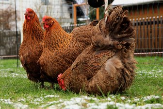 Kleiner Ort im Vogtland lädt zum Kleintiermarkt - Hühner und andere Kleintiere können angeboten und gekauft werden.