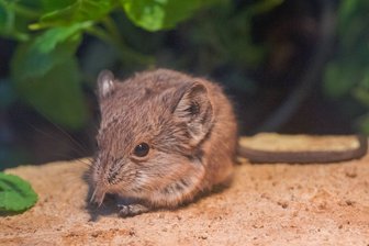 Kleiner Rüsselspringer mit großer Verwandtschaft -