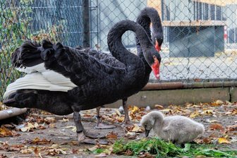 Kleiner Thumer Trauerschwan kämpft sich ins Leben - Das Trauerschwanbaby im Thumer Tiergehege hat zuletzt ordentlich zugelegt. Die Eltern passen genau auf ihren Nachwuchs auf. 