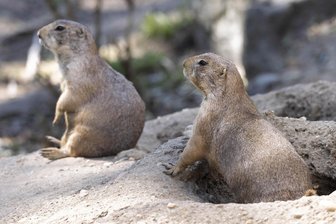 Kleiner Tierpark im Erzgebirge wird weiter aufgewertet - Die Präriehunde gehören zu den Lieblingen der Besucher des Thumer Tiergeheges.
