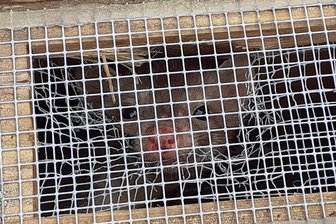 Kleiner Zerstörer: Marder im Klinikum Rodewisch eingefangen - Ein pfiffiges Kerlchen, der Steinmarder: Jetzt wurde er im Sächsischen Landeskrankenhaus Rodewisch gefangen und im Wald bei Steinberg ausgesetzt. Ob die Entfernung ausreicht, wird man bald merken.