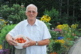 Kleingärtner in Meerane dürfen wieder ernten - Tomatenernte vor den verbliebenen Bäumen des Stadtparks: Gerhard Fröbel darf seit vergangenem Freitag wieder auf sein Grundstück in der Kleingarten-anlage "Obst- und Gartenbau" in Meerane. Zuvor war ihm das etwa dreieinhalb Wochen lang untersagt.
