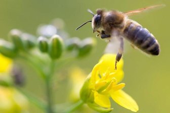 Kleingärtner warnen vor Artensterben -