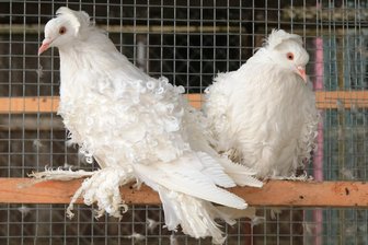 Kleintiermarkt ohne Beschränkungen im Vogtland - Zu den Kleintiermärkten können dieses Mal alle Tiere mitgebracht werden.