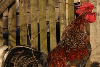 Kleintierzuchtverein im Vogtland lädt zum Hähne-Wettkrähen ein - Am 12. April krähen die Hähne in Irfersgrün um die Wette.