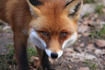 Kleintierzüchter alarmiert: Angst vor wildernden Füchsen in Lauterbach - Füchse holen sich derzeit Futter für ihre Jungtiere und reißen dabei auch Zuchtgeflügel.