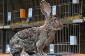 Kleintierzüchter organisieren Ausstellungen in Rebesgrün und Schnarrtanne - Kleintiere sind in der Region zu sehen, vielleicht auch von der abgebildeten Rasse Deutsche Riese.