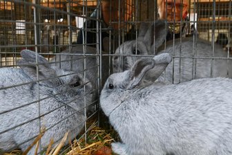 Kleintierzüchter stellen aus: 563 Tiere in Großwaltersdorf zu sehen - Im Kartoffellagerhaus in Großwaltersdorf stellen von Freitag bis Sonntag Kleintierzüchter aus.