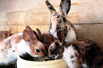 Kleintierzüchter stellen in Waldkirchen aus - 500 verschiedene Kleintiere von Kaninchen bis Gans gibt es in Waldkirchen zu sehen.