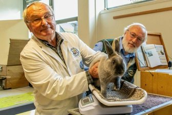 Kleintierzüchter zeigen ihre Tiere in der Turnhalle - Das Kaninchen vom Niederdorfer Vereinsvorsitzendem Wolfgang Franke (rechts) hat von Preisrichter Gerd Schulze (links) mit 97 Punkten die Note "vorzüglich" erhalten.