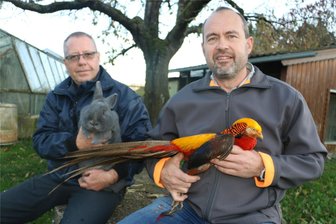 Kleintierzüchter zeigen in Weischlitz Goldfasane und anderes rassiges Getier - Einen farbenprächtigen Goldfasan zeigt Mario Tannert, Thomas Tschanter hält ein Kaninchen der Rasse Blaue Wiener in den Händen.