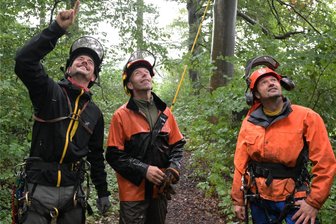Klettern in 30 Meter hohe Kronen: Einer der ältesten Buchenbestände des Erzgebirges wird aufwändig gepflegt - Im ältesten Buchen-Bestand des Forstbezirkes in Bockau sind tote Äste aus den Kronen entfernt worden. Die Arbeit haben die Baumpfleger Christian Jochmann, Robert Becher und Dirk Jochmann (von links) erledigt.