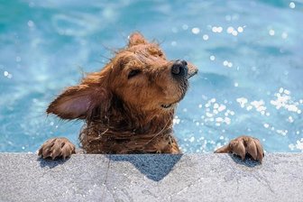 Klick und platsch: Wie auch Menschen ohne privaten Pool sich einen leisten können - Cool. 