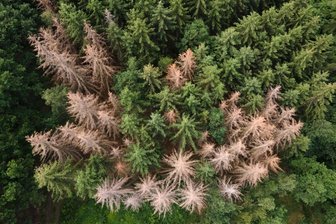 Klimabilanz für Sachsen 2021: Trotz Entspannung immer noch zu trocken - Vom Borkenkäfer befallene Fichten stehen in einem Waldstück am Rande der Sächsischen Schweiz.