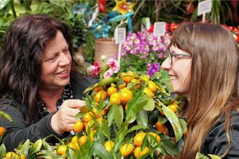 Klimawandel: Gärtner aus Geringswalde setzt auf Zitrusfrüchte - Chefin Ines Horn (l.) und Mitarbeiterin Steffi Georgi begutachten eine Kumquat, eine Zitrusfrucht, die mit Schale verzehrt werden kann. 