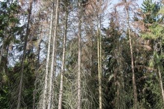 Klimawandel macht vor Region nicht Halt - Im Rochlitzer Bergwald gibt es fast keine Fichten mehr. So wie in dieser Region starben auch in weiten Teilen Mittelsachsen die Bestände ab.