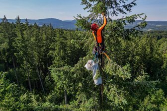 Klimawandel-Paradox: Trotz Stürmen und Trockenheit steht in Sachsens Wäldern sogar mehr Holz als vor gut zehn Jahren - Zapfen einer Douglasie werden im Forstbezirk Eibenstock geerntet. Baumarten wie die Douglasie sind die Hoffnung für den Waldumbau.