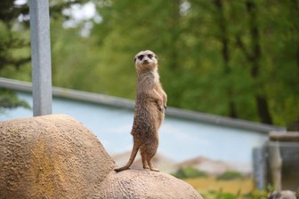 Klingenthal: Geld für den Tierpark erneut Thema - Um einen Zuschuss an den Tierparkverein 2024 geht es im Stadtrat Klingenthal.