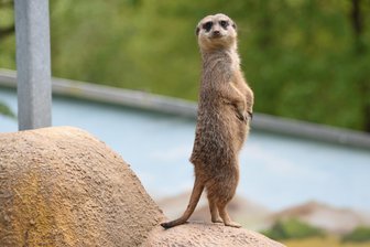 Klingenthal übernimmt Tierpark in Eigenregie: Ist dessen Zukunft jetzt sicher? - Bekannt unter anderem durch putzige Erdmännchen: Der Tierpark Klingenthal wird ab 1. Januar durch einen neuen Betreiber geführt.