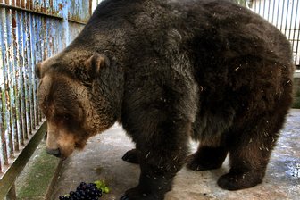 Klingenthal verliert Braunbär Ingo - Der Tierpark Klingenthal trauert um seinen Braunbären Ingo.