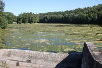 Knöterich und Algen setzen der Kober zu - Der Vorstau am 12. August: Es fließt kaum Wasser in die Hauptsperre, der Algenteppich wächst.