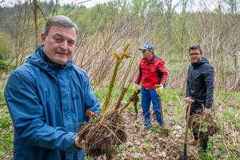 Knöterich wuchert nicht nur in Wechselburg: Wie Mittelsachsen gegen Eindringlinge kämpft - Im Schlosspark haben Naturschützer am Freitag den Japanischen Staudenknöterich entfernt, hier zeigt Robert Clemen zeigt eine ausgegrabene Pflanze.