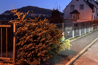 Knutfest, Christbaumglühen oder Weitwurf: Alte Weihnachtsbäume dienen im Erzgebirge für gesellige Treffen - Während manche ausgediente Weihnachtsbäume auf ihre reguläre Entsorgung warten, werden andere für Knutfeste, Christbaumglühen und Co genutzt.