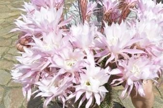 Königin der Nacht zeigt 30 Blüten - Gert Grellert mit seiner prächtig blühenden Königin der Nacht.