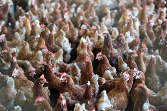 Königswalde: Landwirtschaftsbetrieb will Maststall für Hähnchen bauen - Ein Hähnchenmaststall soll in Königswalde gebaut werden.