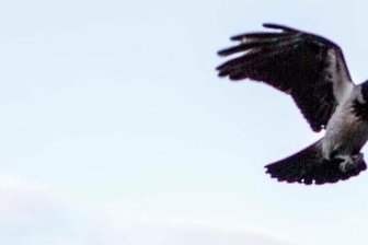 Können Vögel abstürzen? - Krähen sind mutig und fliegen auch bei Sturm.