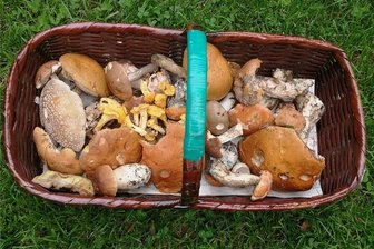 Körbe der Pilzsammler nur mäßig gefüllt - Nicht gerade eine große Ausbeute. 