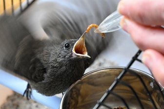 Köthensdorfer Familie rettet verwaistes Vogelküken - Daniela Dunger füttert den kleinen Hausrotschwanz mit einem Mehlwurm, der reich an Proteinen ist. Das Vogelnest war von einem Raubtier geplündert worden. Ein Vogel starb, einer überlebte.