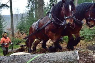 Kollege Pferd - Sepp und Max im Dienst. Die beiden kräftigen Kaltblüter ziehen bis zu zwei Tonnen schwere Baumstämme aus dem Wald.