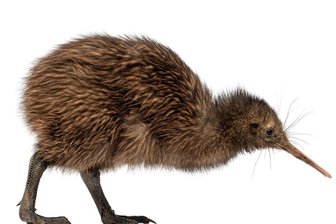 Komischer Vogel namens Kiwi - Nationalikone.