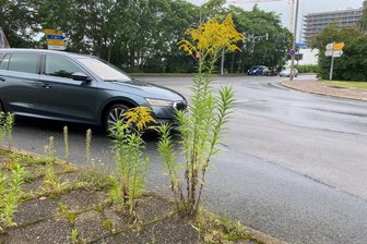 Kommentar zu Arbeitspflicht für Asylbewerber: Kann Arbeit zu viel Arbeit machen? - Bürgersteige in Zwickau hätten durchaus Grünpflege nötig. Warum kein Fall für den Arbeitsdienst?