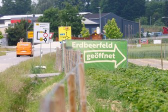 Kommentar zu Erdbeeren direkt vom Feld: Ein Geschenk der Natur? - Das Erdbeerfeld befindet sich am Callenberger Kreisverkehr.