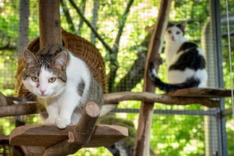 Kommentar zu geplanten Kürzungen beim Tierschutz: Für das Wohl von Katze und Hund kann jeder selbst etwas tun - Katzen im Tierheim Leisnig.
