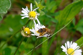Kommentar zu Honigbienen in Reinsdorf: Bitte vergesst die wilde Verwandtschaft nicht! - Honigbienen allein sind keine Lösung. Es werden mehr Blüten und naturnahe Flächen gebraucht.