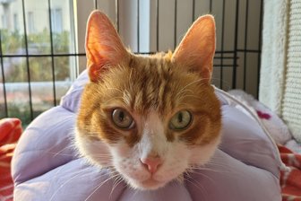 Kommentar zu misshandelter Katze aus Hainichen: Leid hatte keinen Sinn, ist aber Anstoß - Kater Balou aus Hainichen im Frühjahr 2025.