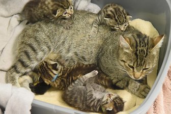 Kommentar zu Sachsens geplantem Sparkurs beim Tierschutz: Jetzt kommt es auf jeden Beitrag an - In einem sächsischen Tierheim liegt eine Katze, die als herrenloses Tier gefunden wurde, mit ihren Jungen.