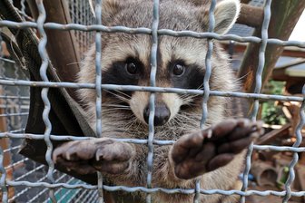Kommentar zu Waschbär-Gehege: Folgen bedacht? - Glück gehabt: Für diesen Waschbär hat Sandy Pfefferkorn eine Gehege-Genehmigung.